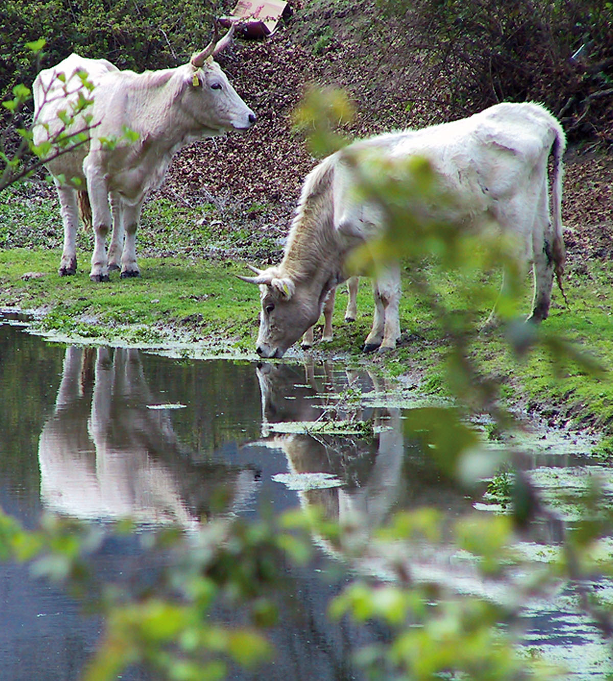 La Valle del Sorbo e la Mola di Formello
