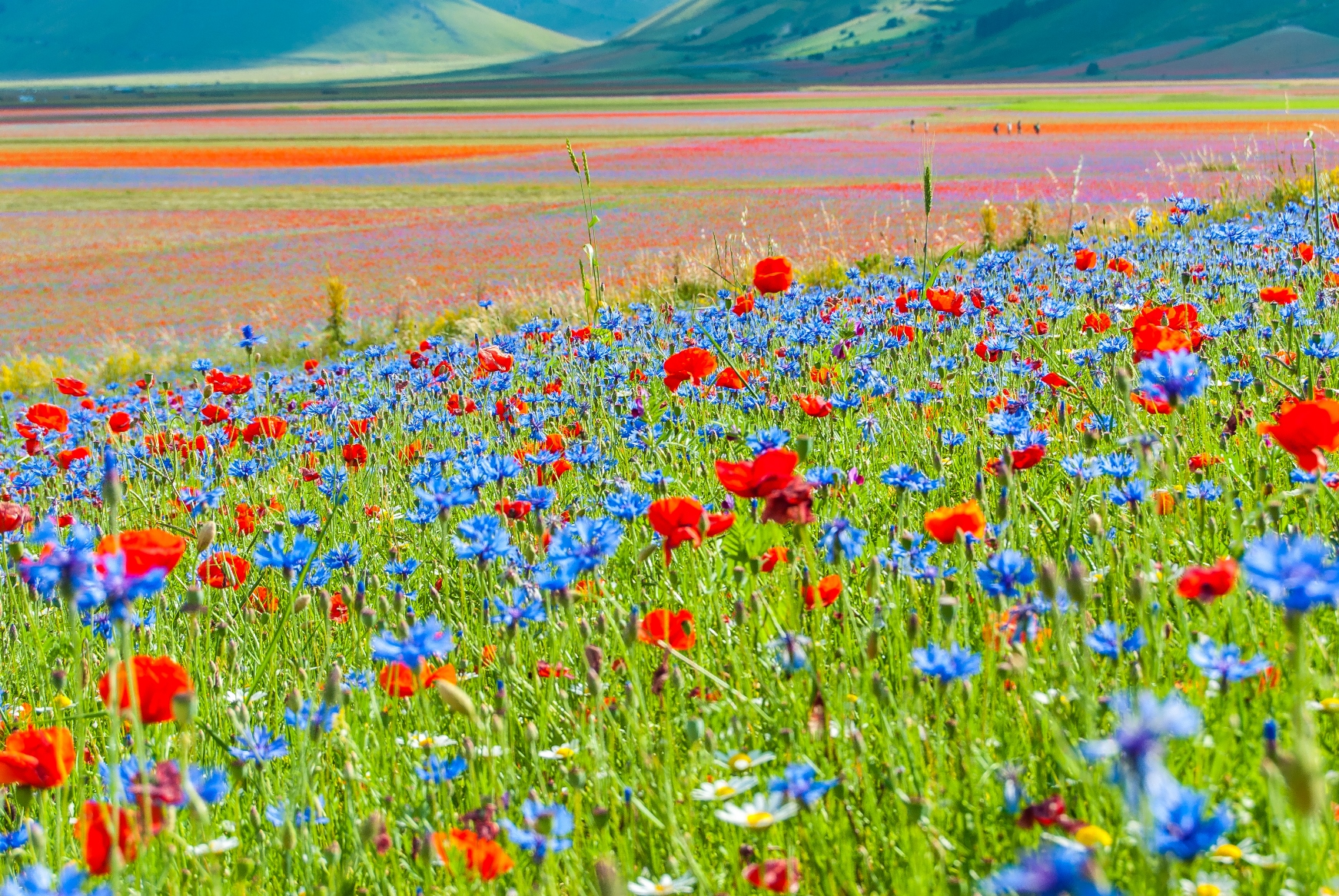 Da Castelluccio di Norcia a Forca di Presta | Alta Via delle Marche