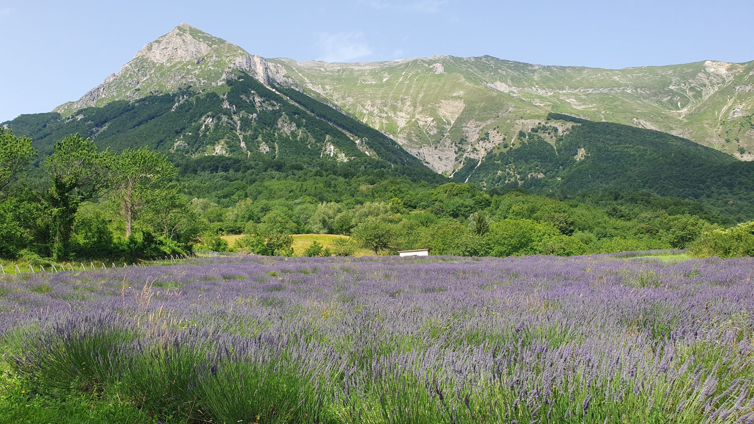 L’anello della Lavanda dei Sibillini | Monti Sibillini a piedi
