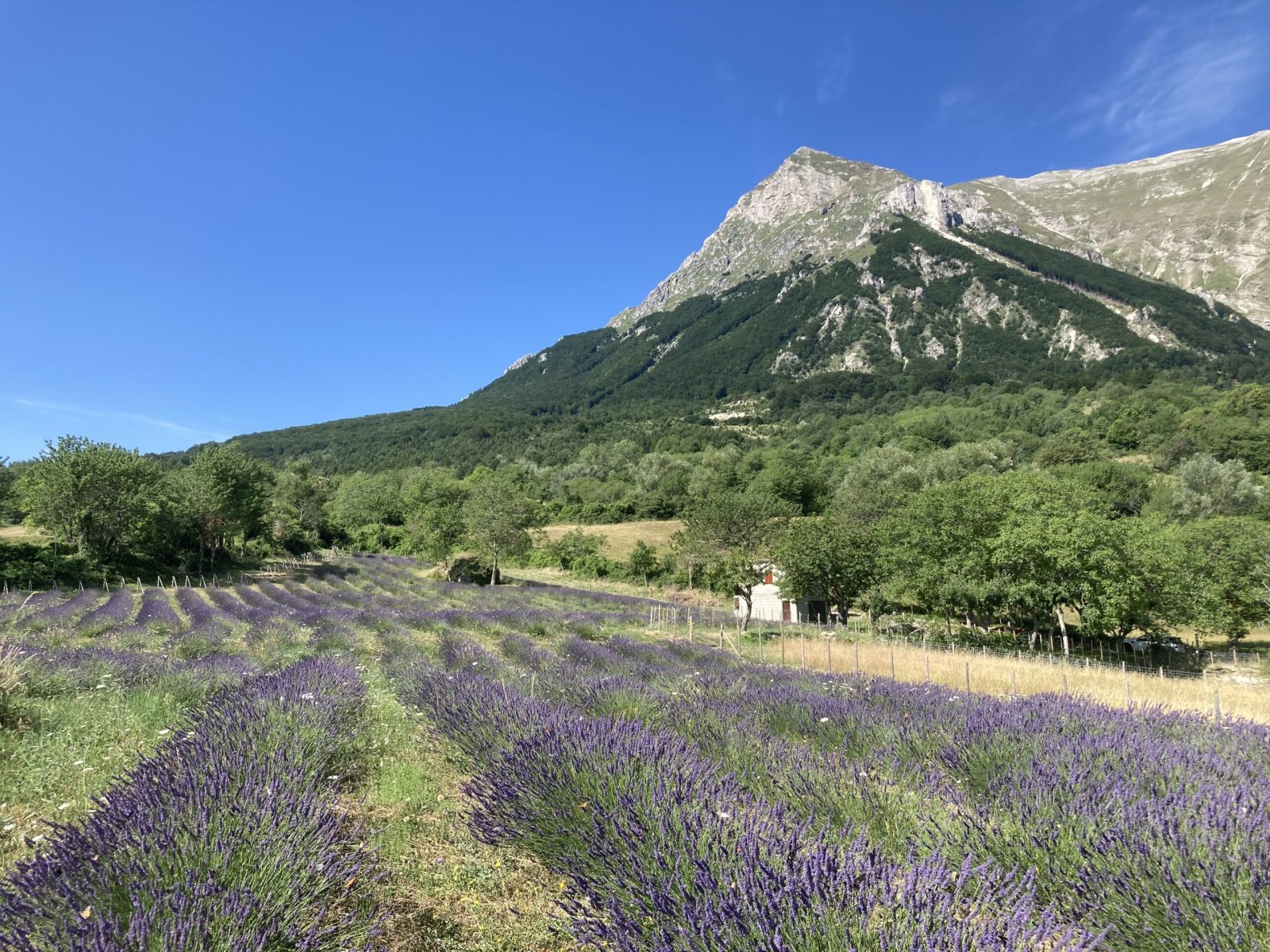 lavanda dei sibillini