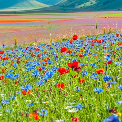 La fioritura di Castelluccio | itinerari a piedi