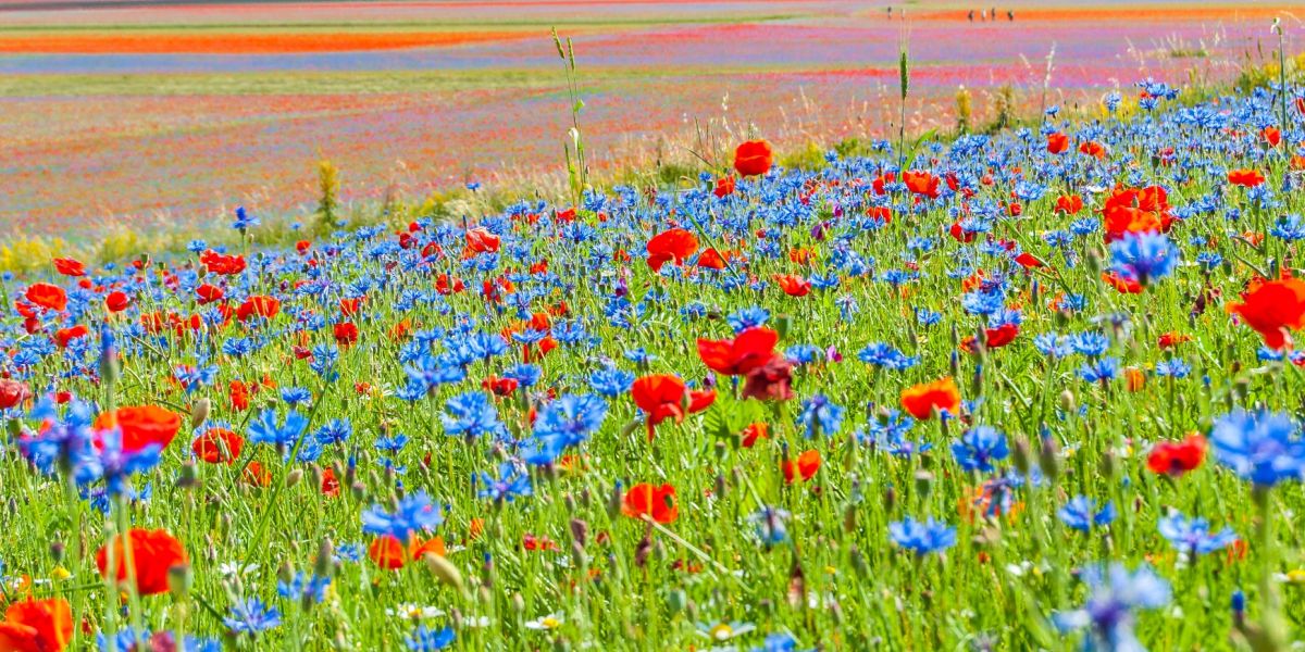 La fioritura di Castelluccio | itinerari a piedi